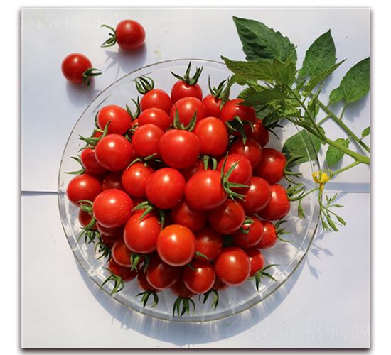 ����53��-ӣ�ҷ�������-����