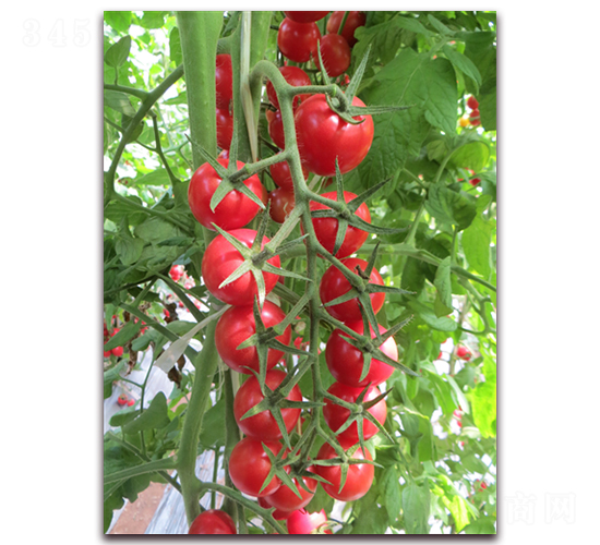 ����19��-ӣ�ҷ�������-����