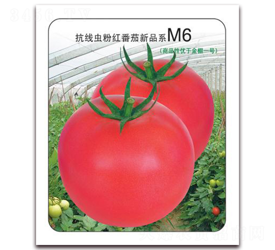 ����M6-�ۺ췬������-����