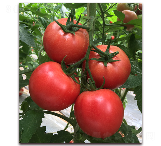 ����1828-��������-����