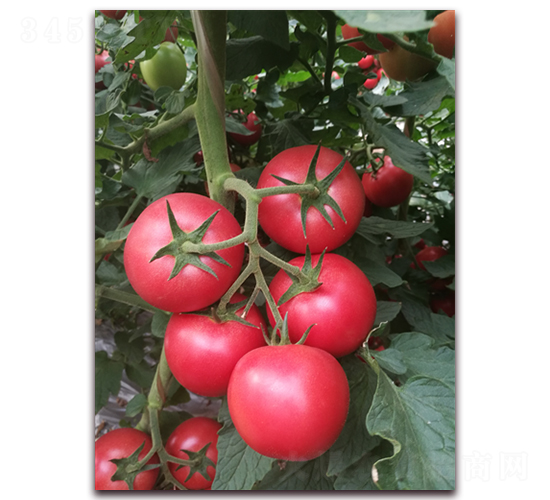 ����1198-��������-����