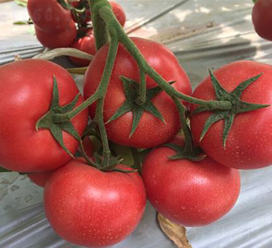 ����951-��������-����