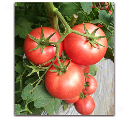 ����152-��������-����