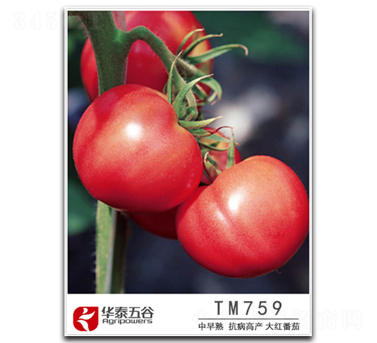 TM759-��������-��̩���