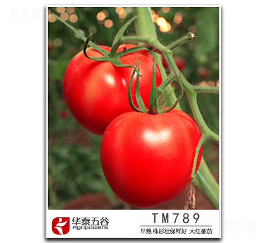 TM789-��������-��̩���