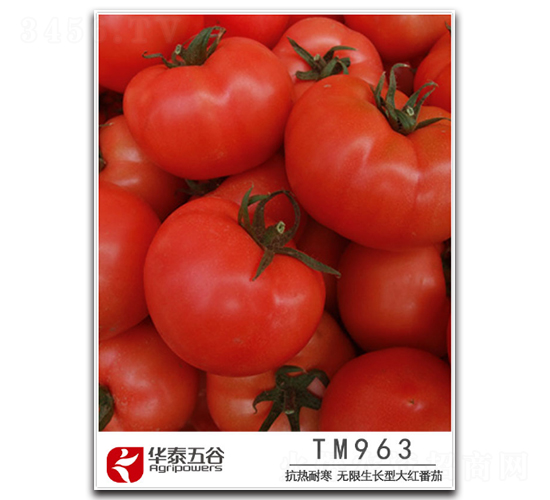 TM963-��������-��̩���