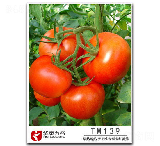 TM139-��������-��̩���