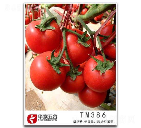 TM386-��������-��̩���