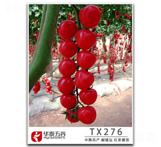 TX276-��������-��̩���