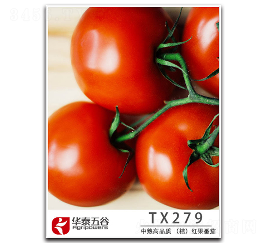TX279-��������-��̩���