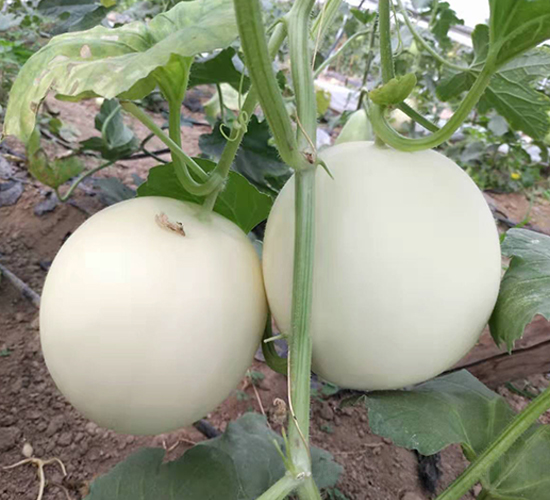 ����115-�������-������ҵ