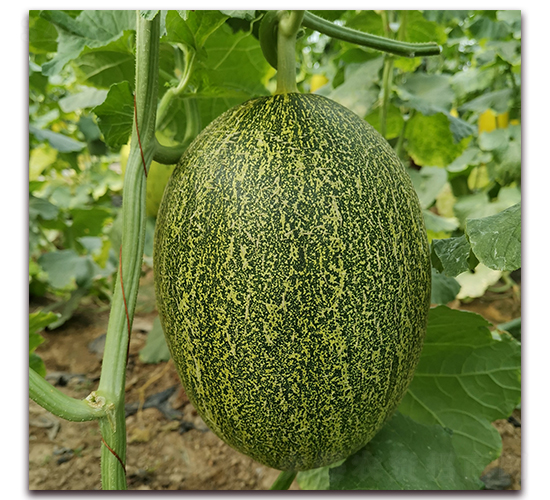 �Z��-�������-������ҵ