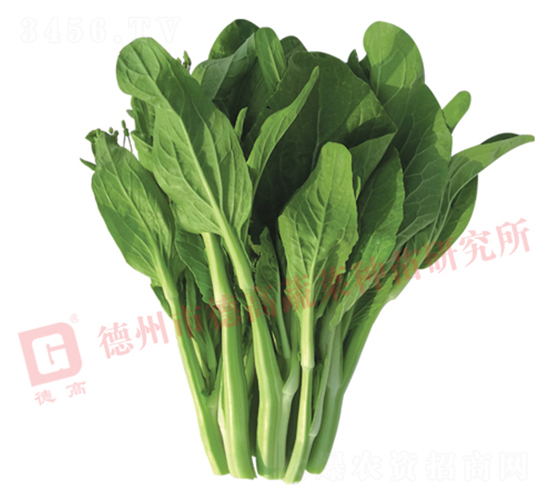 �¸�2099-��޷����-�¸�