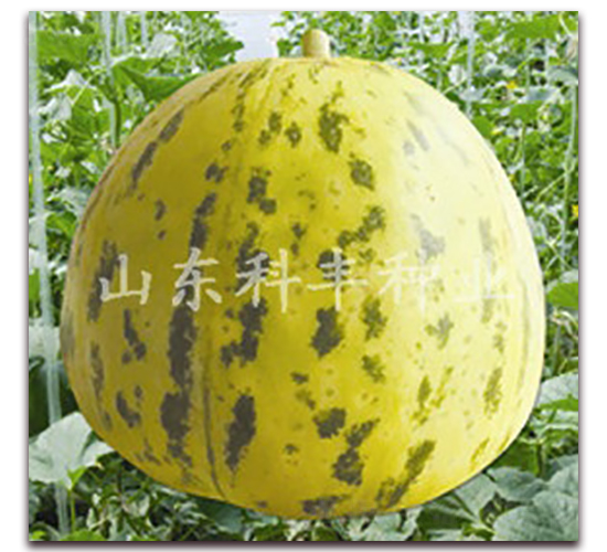 ��Ǯ��-�������-�Ʒ���ҵ