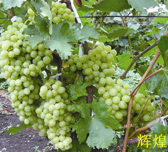 �Ի�����-��������