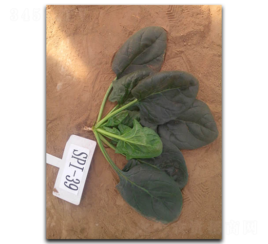 ����Խ����-��������