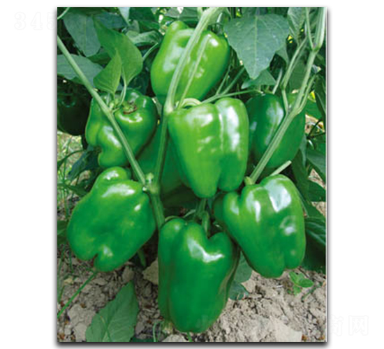 875-��������