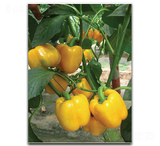 ����SP11-��������