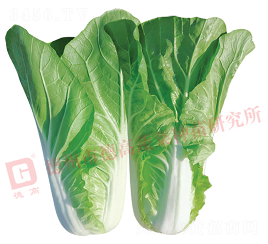 �¸�2293-�������-�¸�