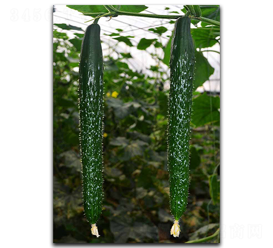 ����9��-�ƹ�����