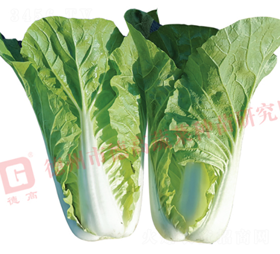 �¸�2142-�������-�¸�