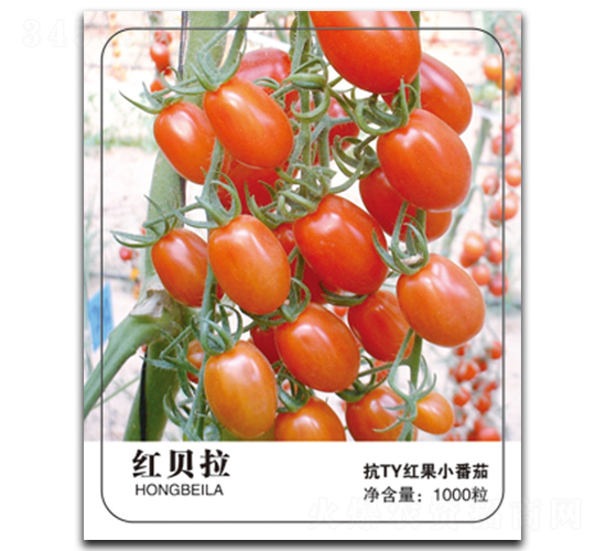 �챴��-��������