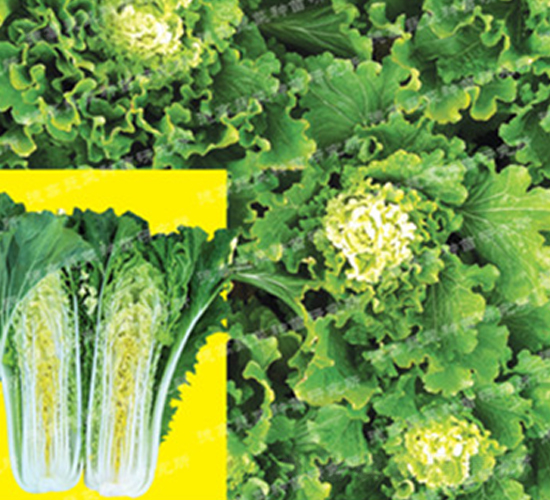 ��ò�-�¸�371-��ײ�����-�¸�