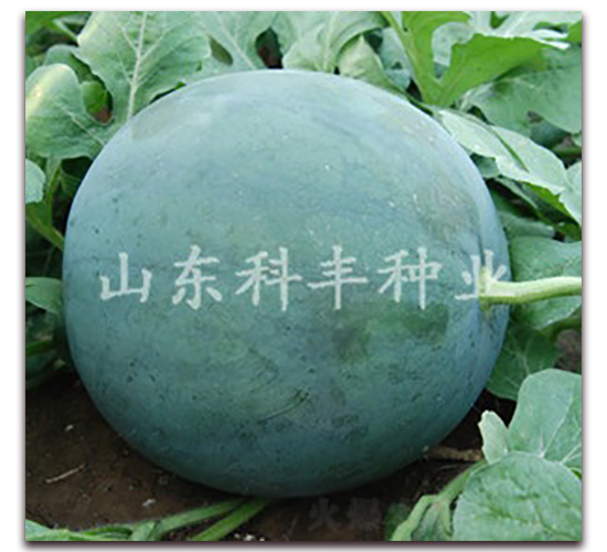 �ڻ�����-��������-�Ʒ���ҵ