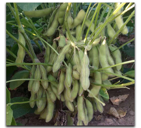 ï��66-ë������-ï����ҵ