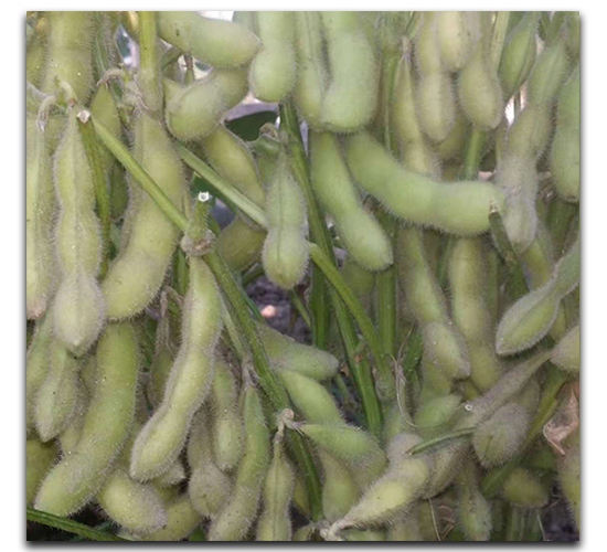 ����95-1-ë������-ï����ҵ
