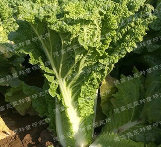 ������3��-��ײ�����-�¸�