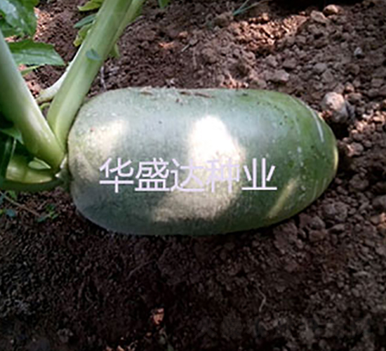 ����1��ˮ���ܲ�-�ܲ�����-��ʢ��