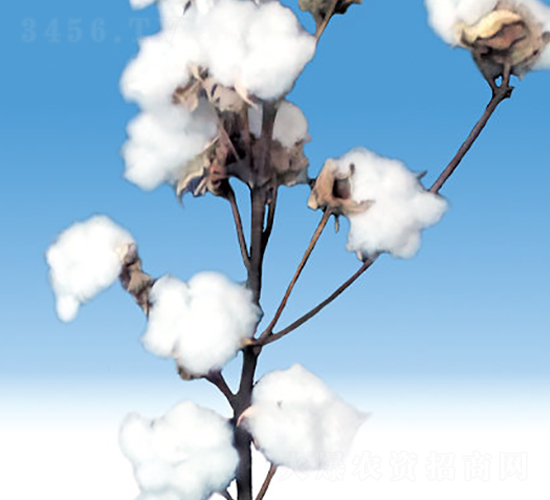 �º�39��-�޻�����-��ʥ����ҵ
