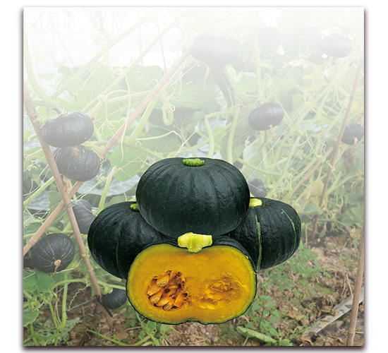 ��ũ�����Ϲϣ�1245��-�Ϲ�����-����ũ