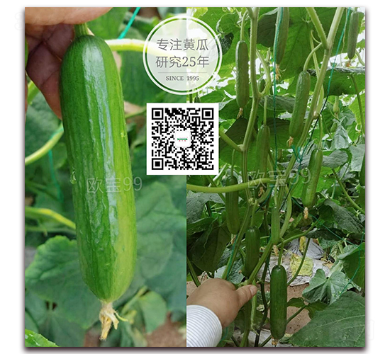 ŷ��99����-ˮ���ƹ�����-�¸���