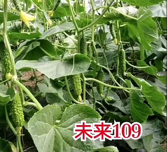 δ��109-�ƹ�����-�¸���