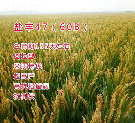 �η�47��60B��-ˮ������-������ҵ