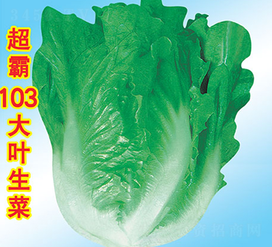 ����103��Ҷ����-��������-��ũ�߿�