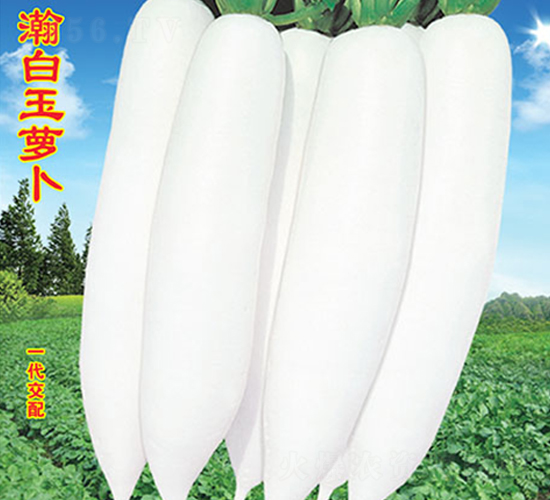 嫰����ܲ�-�ܲ�����-��ũ�߿�