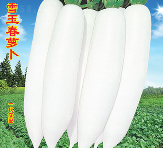 ѩ���ܲ�-�ܲ�����-��ũ�߿�