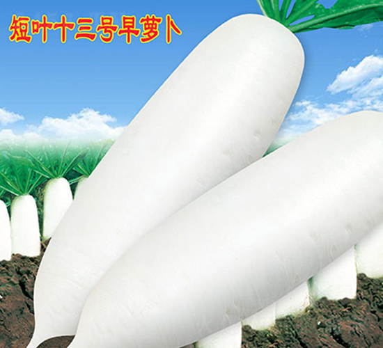 ��Ҷʮ�������ܲ�-�ܲ�����-��ũ�߿�