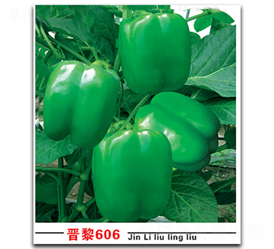 ����606-��������-������