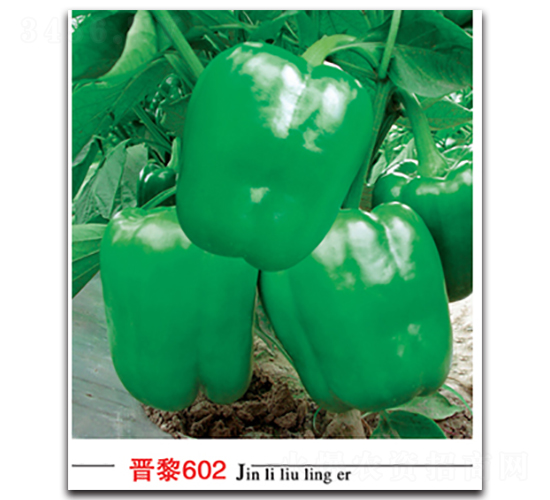 ����602-��������-������