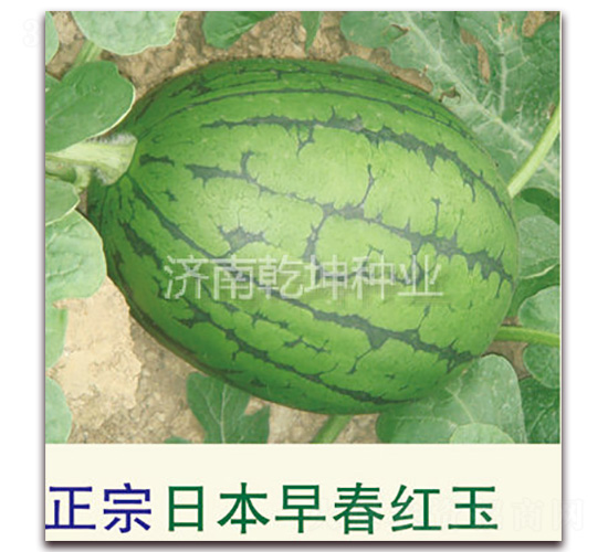 �����ձ��紺����-��������-Ǭ����ҵ