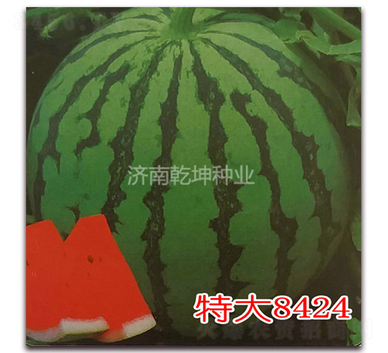 �ش�8424-��������-Ǭ����ҵ