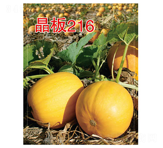 ����216-����«����-������