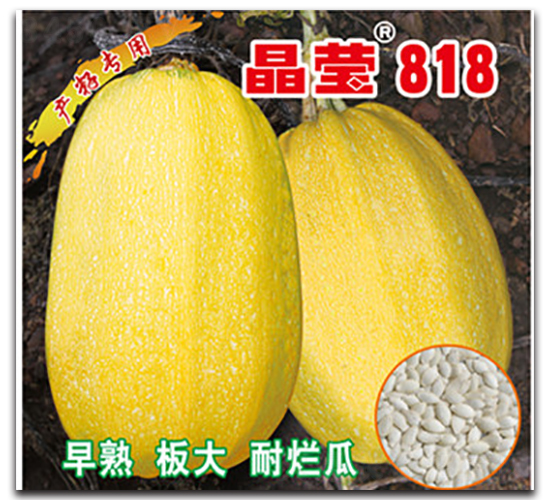 ��Ө818-����«����-������