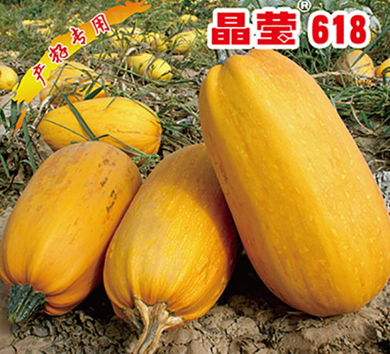 ��Ө618-����«����-������