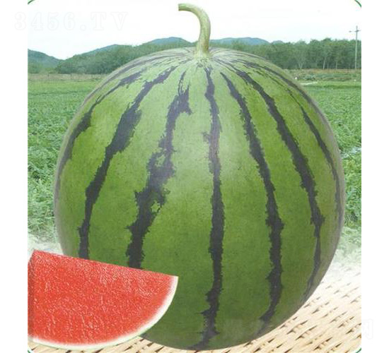 ̩��һ������-��������-��̩��