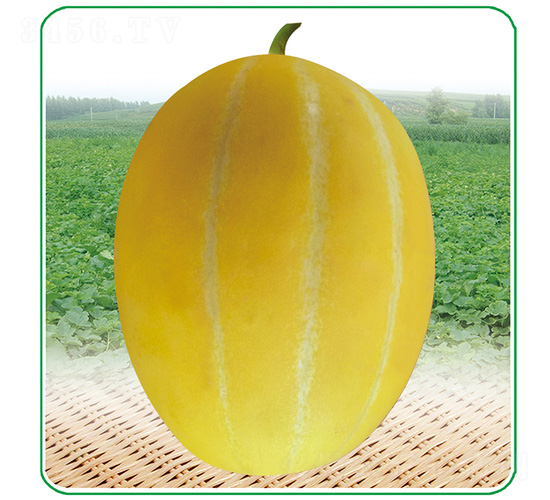 �踣һƷ-�������-��̩��